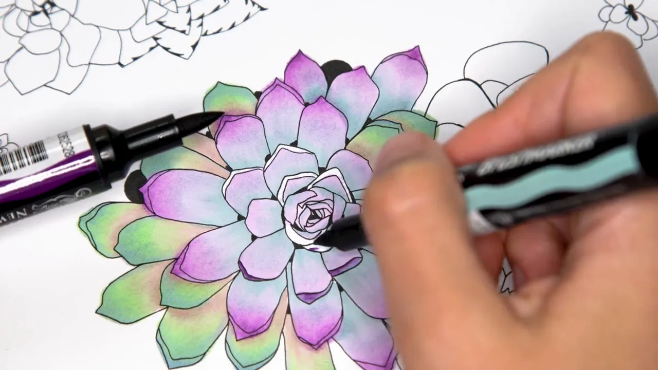 A succulent being colored in purple and green with markers