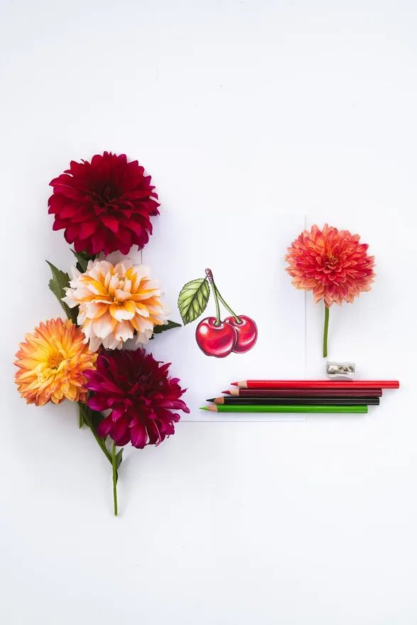 Colored cherries and dahlias with fresh dahlias and pencils