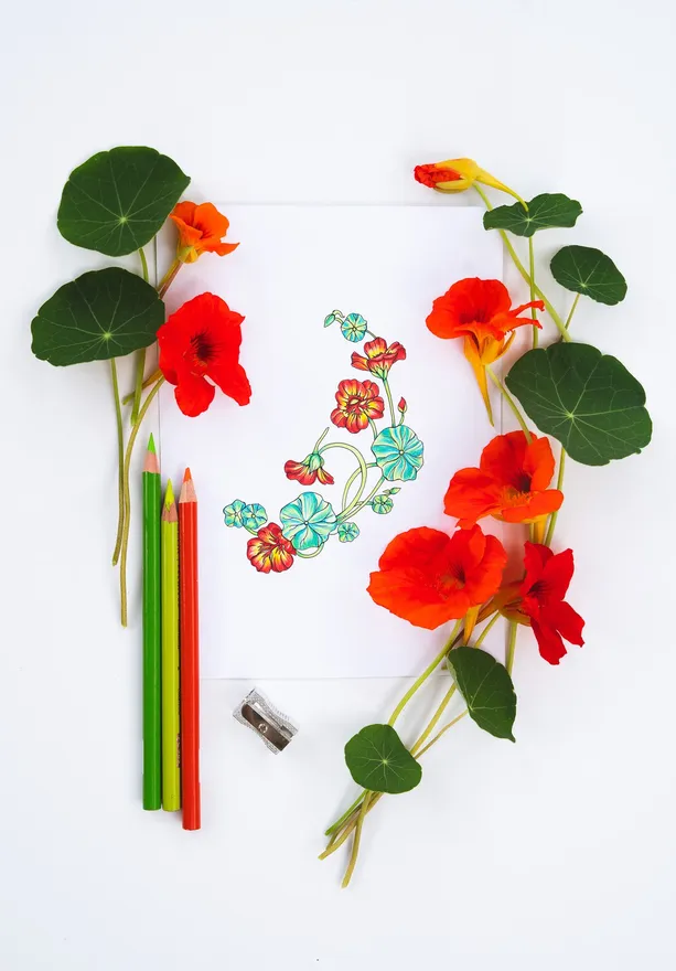 Colored nasturtiums with fresh nasturtium flowers and pencils